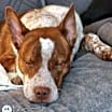 Thumbnail photo of PUPPY ERNIE #4