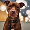 Thumbnail photo of Duke #3