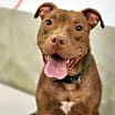 Thumbnail photo of Duke #4