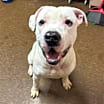 Thumbnail photo of Milo #4