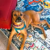 Thumbnail photo of MARTY-ADOPTED #1