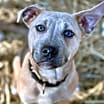 Thumbnail photo of Comet #1