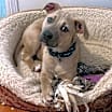 Thumbnail photo of Comet #2