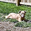 Thumbnail photo of Comet #3