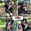 Thumbnail photo of Shep #1