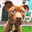Thumbnail photo of Rusty 2 #1