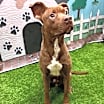 Thumbnail photo of Rusty 2 #2