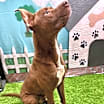 Thumbnail photo of Rusty 2 #3