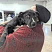 Thumbnail photo of Birdie #2