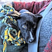 Thumbnail photo of Birdie #1