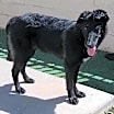Thumbnail photo of Alex - $75 Adoption Fee!  Diamond Dog! #2