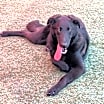 Thumbnail photo of Alex - $75 Adoption Fee!  Diamond Dog! #3