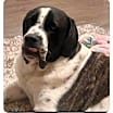 Thumbnail photo of Everest #2