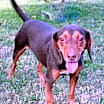 Thumbnail photo of RUSTY #1