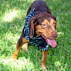 Thumbnail photo of RUSTY #3