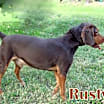Thumbnail photo of RUSTY #4