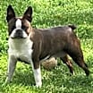 Thumbnail photo of Princess Shedevil #3