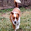 Thumbnail photo of PAPPY #3