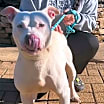 Thumbnail photo of Latimer #4