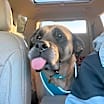 Thumbnail photo of Khloe #4