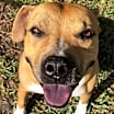 Thumbnail photo of Buzz #1