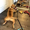 Thumbnail photo of Buzz #2