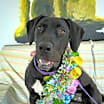 Thumbnail photo of Scarlet #2