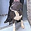 Thumbnail photo of Scout #1
