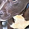 Thumbnail photo of Scout #2