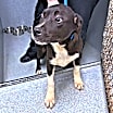 Thumbnail photo of Scout #3