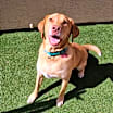 Thumbnail photo of Dash #1