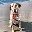 Thumbnail photo of Dash #2