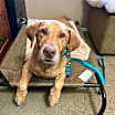 Thumbnail photo of Dash #3