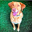 Thumbnail photo of Dash #4