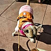 Thumbnail photo of Sissy #2