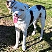 Thumbnail photo of Tango #2
