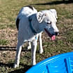 Thumbnail photo of Tango #4