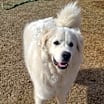 Thumbnail photo of Sadie Loo DFW #1