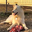 Thumbnail photo of Sammy Bear DFW #1