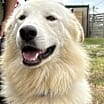 Thumbnail photo of Sammy Bear DFW #2