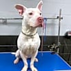 Thumbnail photo of KNOX #1