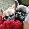 Thumbnail photo of Peaches #2