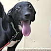 Thumbnail photo of Shay #1