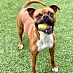 Thumbnail photo of Ramsay - Permanent Foster #1