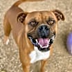 Thumbnail photo of Ramsay - Permanent Foster #2