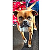 Thumbnail photo of Ramsay - Permanent Foster #4