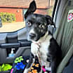 Thumbnail photo of Susie #4