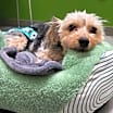 Thumbnail photo of Savannah #2