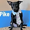 Thumbnail photo of Pike #1