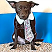Thumbnail photo of Pike #2